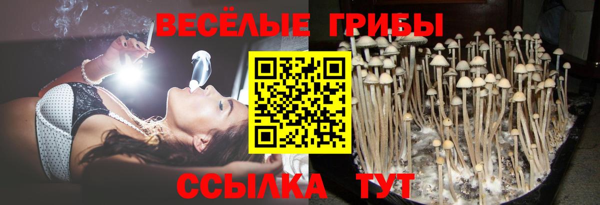 Псилоцибиновые грибы GOLDEN TEACHER  Галлюциногенные грибы прущие грибы  хочу   Комсомольск-на-Амуре  Вход с VPN 